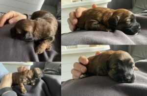 Maltipoo4